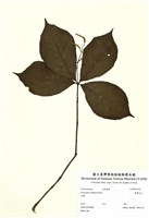 藏品(臺灣及己)的圖片